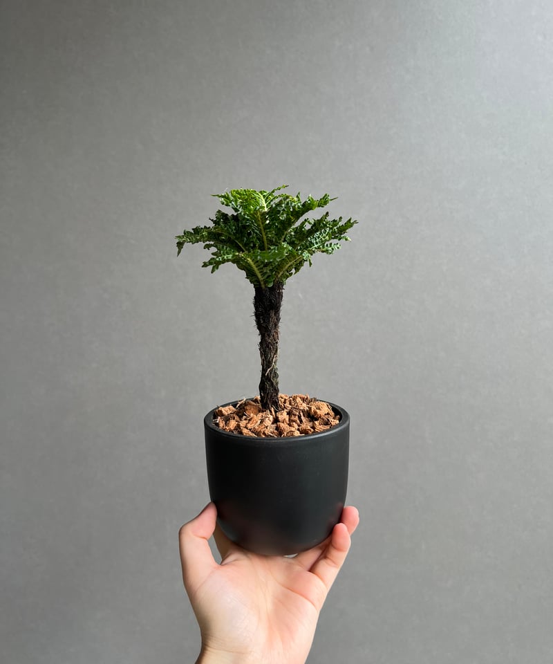 GP ブレクナムギッバム ドワーフ① ブレクナム ギッバム ドワーフ 「Blechnum gibbum Dwarf 」74D