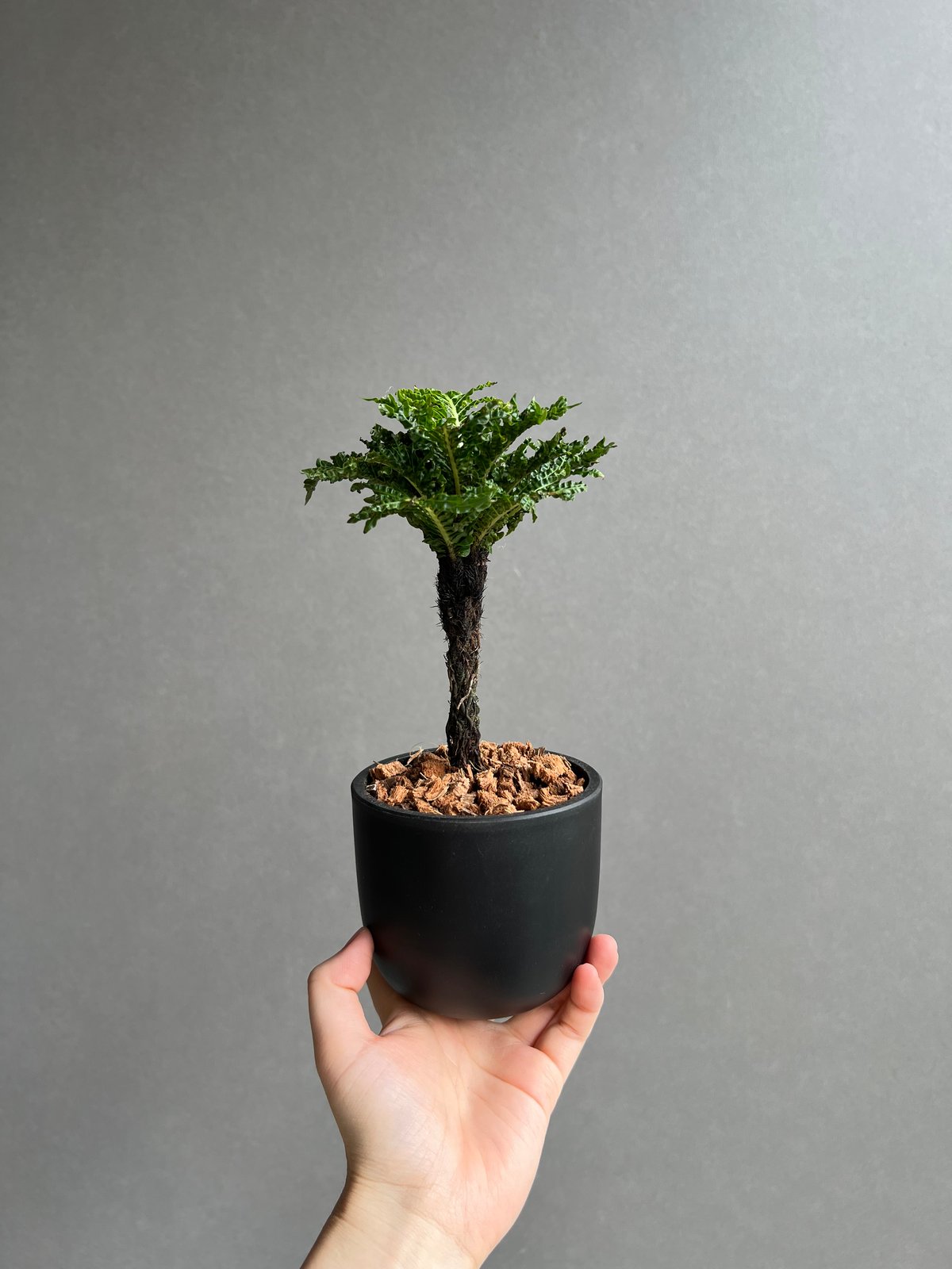 ブレクナム ギッバム ドワーフ ブレクナム ギッバム ドワーフ 「Blechnum gibbum Dwarf 」74D | S