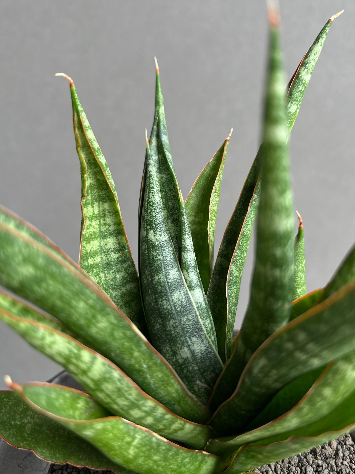 EMP サンセベリア KAMINARI カミナリ / SA293 EMP サンセベリア KAMINARI カミナリ / SA293 サンセベリア