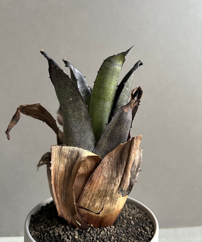 ホヘンベルギア レオポルド ホルスティ “ブラック“ + Sanna Low