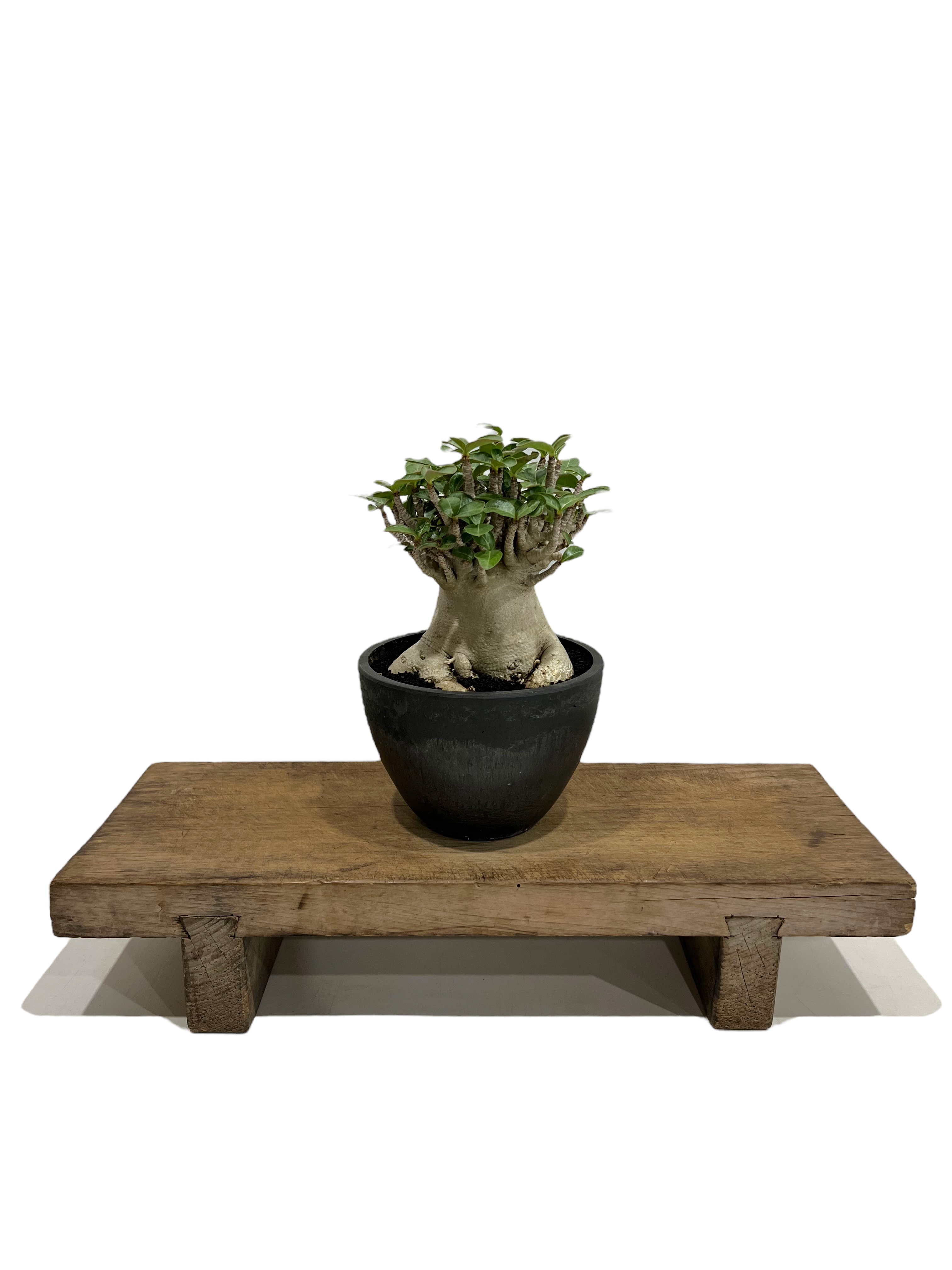 アデニウム アラビカム スーパー ドワーフ タイプ 「Adenium arabicum