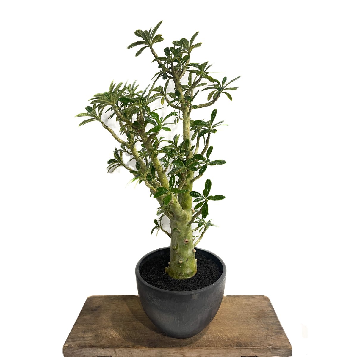 発根済み ドルステニア ギガス ブラータ 挿し木 鉢ごと発送