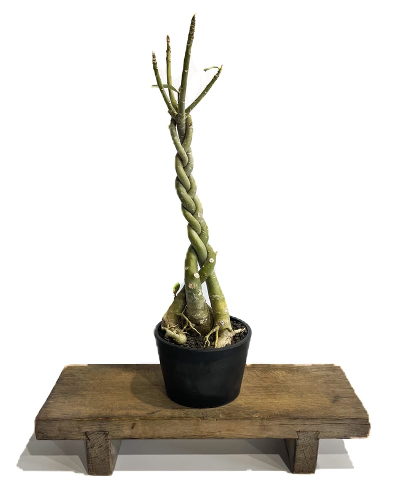 アデニウム ソマレンセ 「Adenium somalense」3/6-69M | SHOUCH