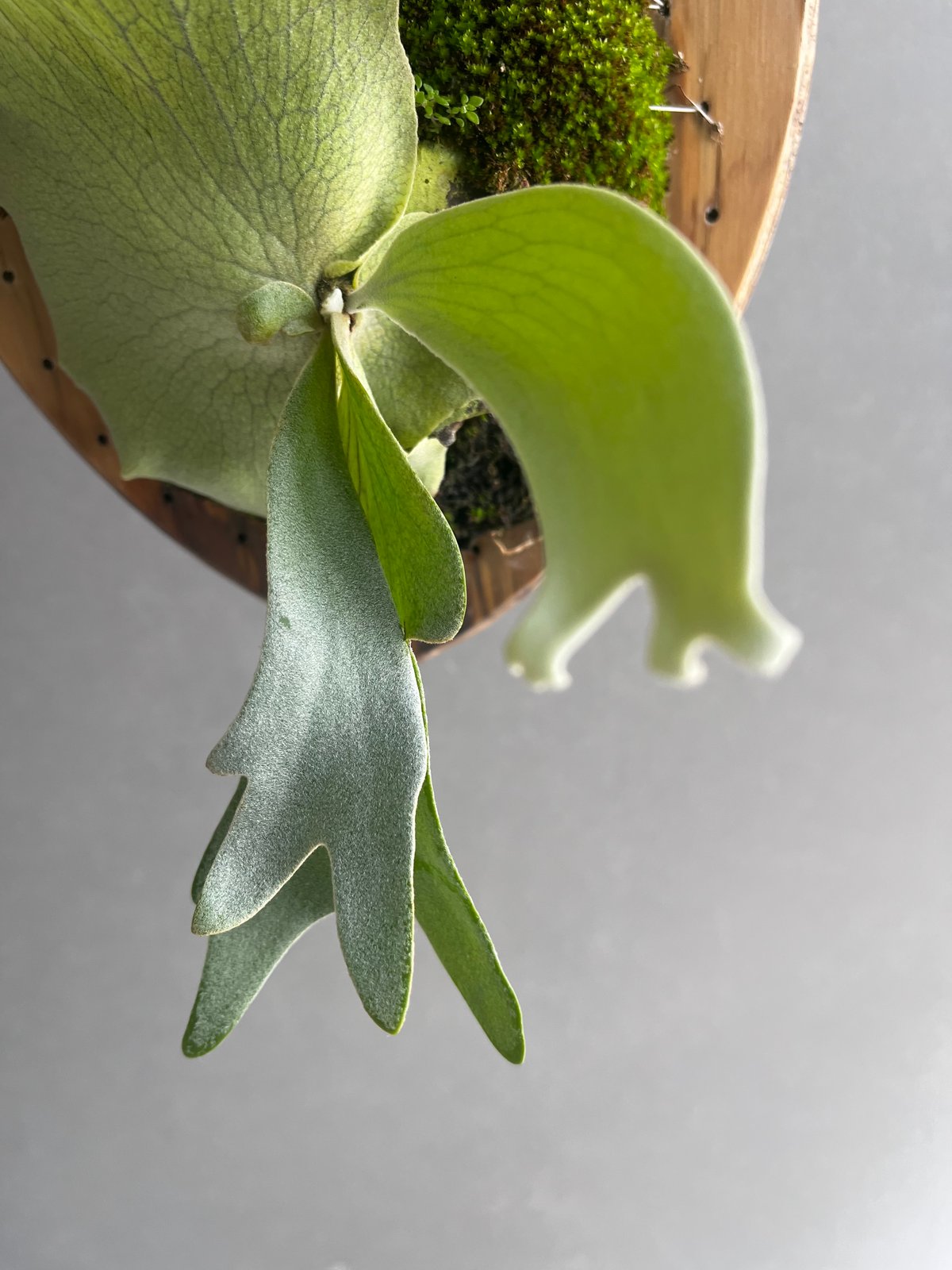 willinckii cv.Hydra ヒドラ　ウィリンキー　ビカクシダ P. willinckii cv. Hydra (pup) | naturefix