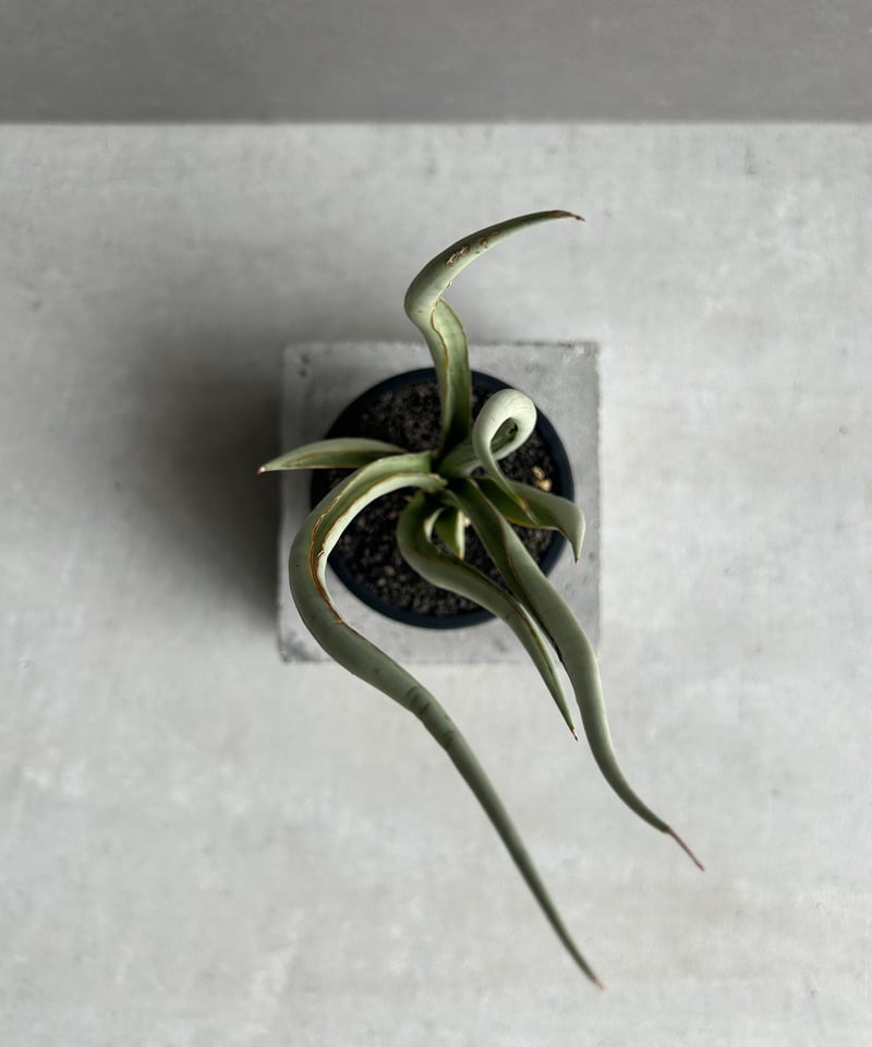 サンセベリア シルバー スパイラル「Sansevieria Silver Spiral (b