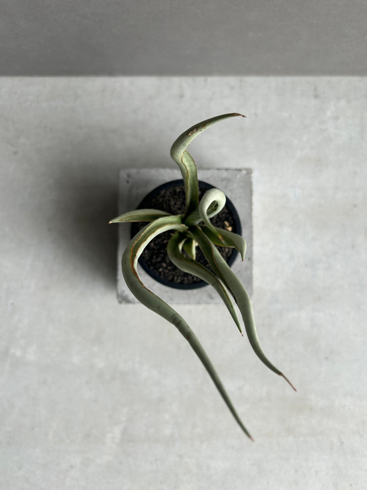サンセベリア シルバー スパイラル「Sansevieria Silver Spiral (b