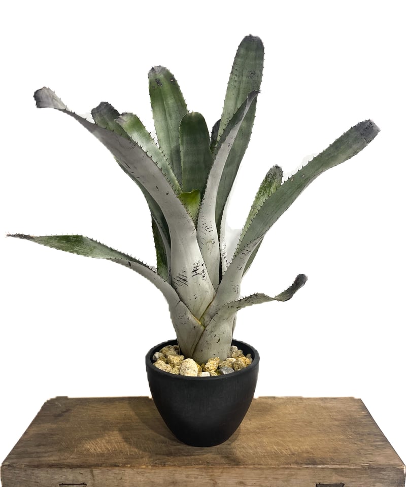 エクメア チャンティニーシルバートップ/ ビルベルギアホヘンベルギア