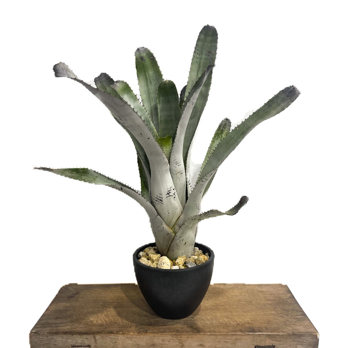 エクメア チャンティニー シルバー「Aechmea chantinii Silver」7/14...