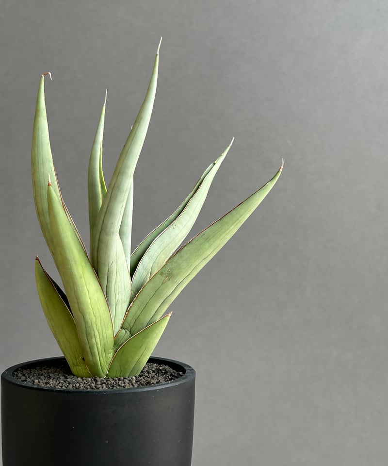 サンセベリア バイ-ビッド 「Sansevieria Bi-Bid (by Unyamanee