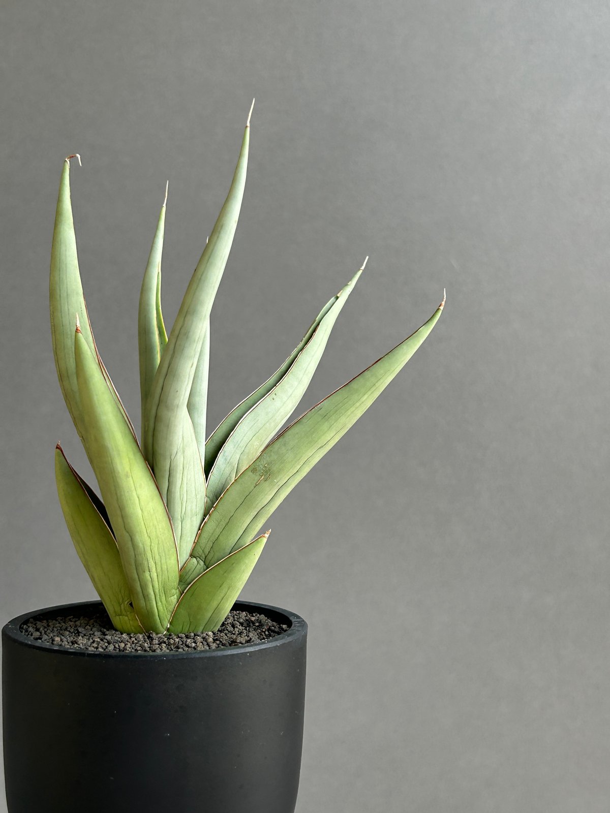 サンセベリア バイ-ビッド 「Sansevieria Bi-Bid (by Unyamanee