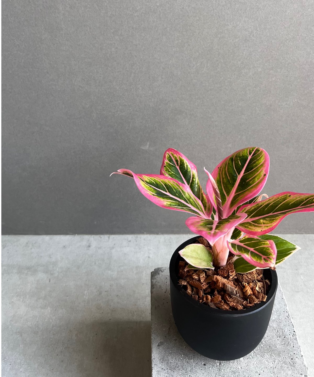 アグラオネマ ロータス デライト 「Aglaonema Lotus Delight