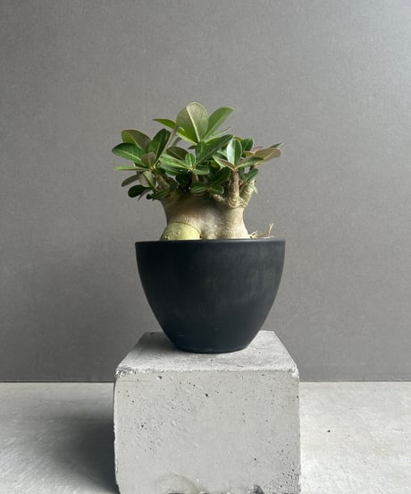 jitta203【激レア/ドワーフ/超極太】アデニウム V2ハックB-25 jitta203【激レア/ドワーフ/超極太】アデニウム V2ハックB-25 激