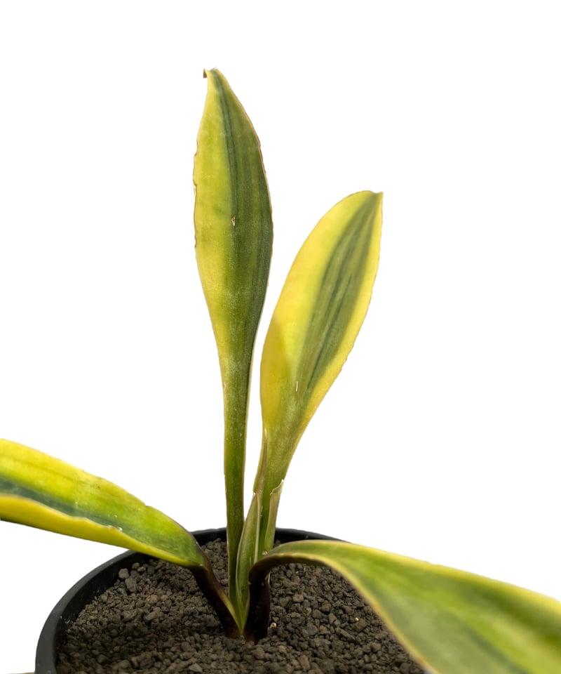 サンスベリア サドワラ ケーブス 斑入り 子株 サンセベリア サンセベリア サドワラ ケーブス 斑入 Sansevieria Sudwala