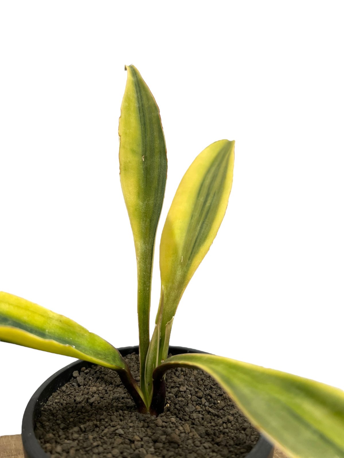 サンセベリア サドワラ ケーブス 斑入 Sansevieria Sudwala サンセベリア サドワラ ケーブス 斑入 Sansevieria Sudwala