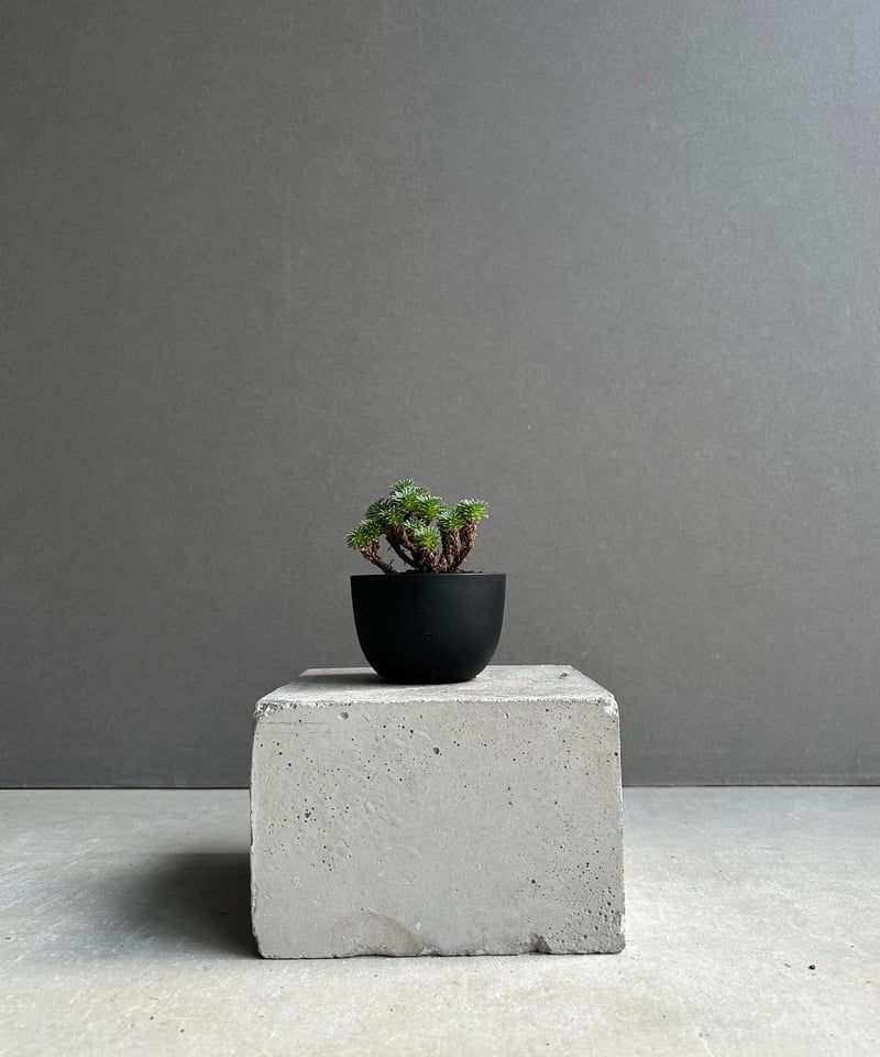 セダム 小松緑(こまつみどり) 「Sedam multiceps」60L | SHOUCHIKUEN