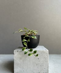 ビカクシダ ゴースト ハンズ 子株 (P. ウィリンキーx P