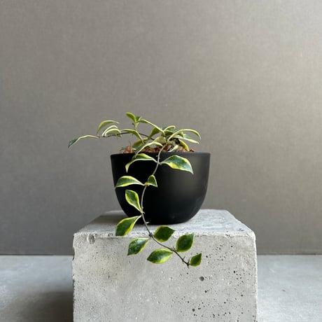 専用購入　　ホヤ　マダラ 新着 希少 原種 ホヤ マピゲラ サクララン 鉢花 - メルカリ