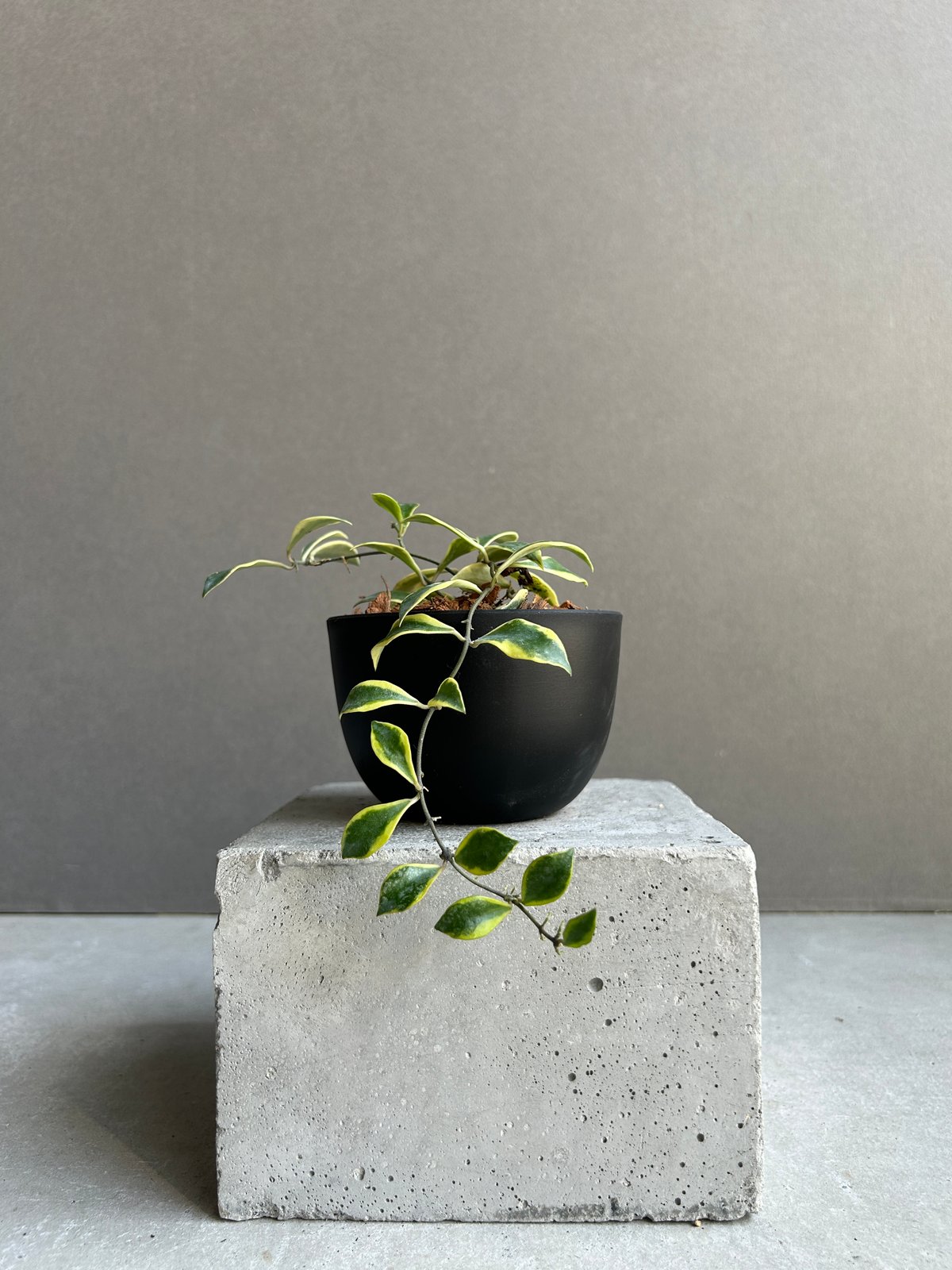 ホヤ バコエンシス アルボマルギナータ 「Hoya bakoensis albomargina