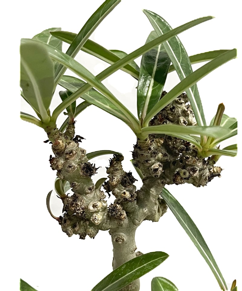 アデニウム 突然変異種 選抜個体「Adenium mutant」18C-4 | SHOUCH