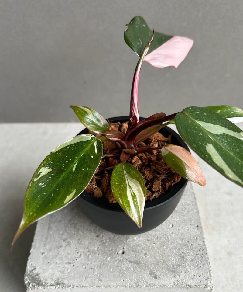 ★レア種特価★フィロデンドロン　レッドコンゴ斑入り　中株　SHOPタグ付き フィロデンドロン レッドコンゴ斑入「Philodendron Red Congo