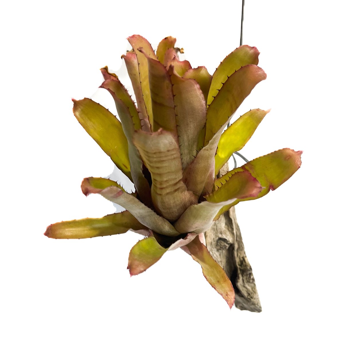 エクメア バケーロ 子株付き 2 エクメア バケーロ 子株付き 2 エクメア バケーロ「Aechmea Vaquero」3