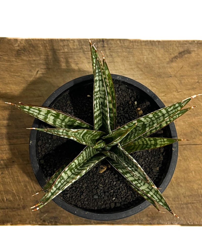 サンセベリア ブントゥン「Sansevieria Bunthung」7/1-896 | SHO サンセベリア ブントゥン「Sansevieria Bunthung」7/1-896 | SHO