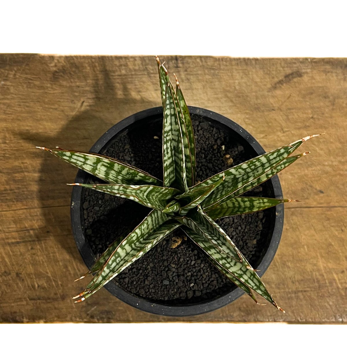 激レア サンスベリア Mecufi Mozambique ① サンセベリア サンスベリア