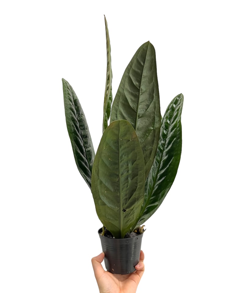 【HS】アンスリウム　BWxBW Amazon｜アンスリウム 8号 ピンク｜観葉植物 オンライン通販