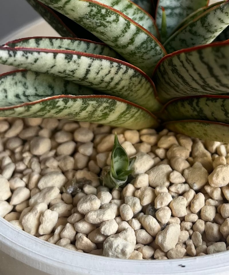 サンセベリア サンシャイン エンジェル 「Sansevieria Sunshine Angel