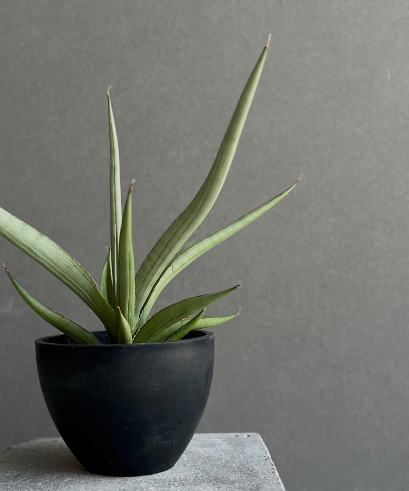 サンセベリア ダンシング ドラゴン 「Sansevieria Dancing Dragon