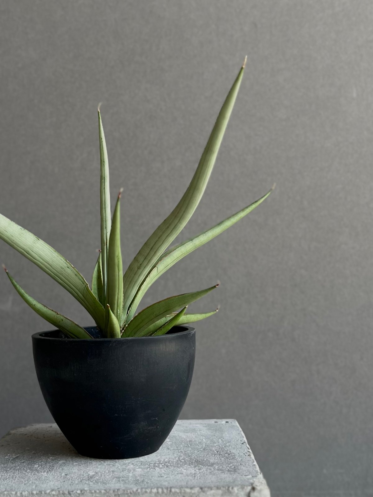 サンセベリア ダンシング ドラゴン 「Sansevieria Dancing Dragon