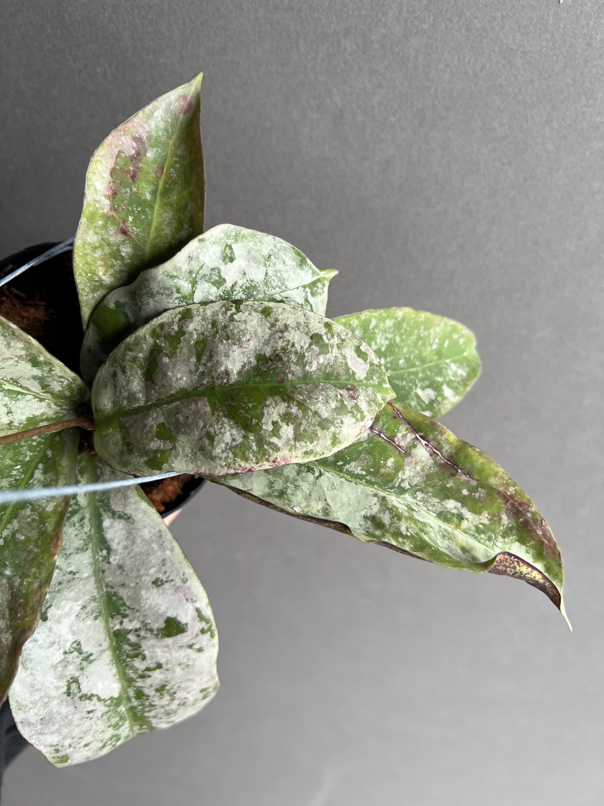 ホヤミトラタ シルバー 「Hoya mitrata Silver」56X | SHOUCHIKUEN