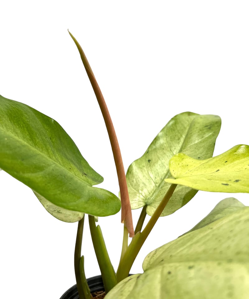 フィロデンドロン ホイップル ウェイ 「Philodendron whipple フィロデンドロン ホイップル ウェイ 「Philodendron whipple