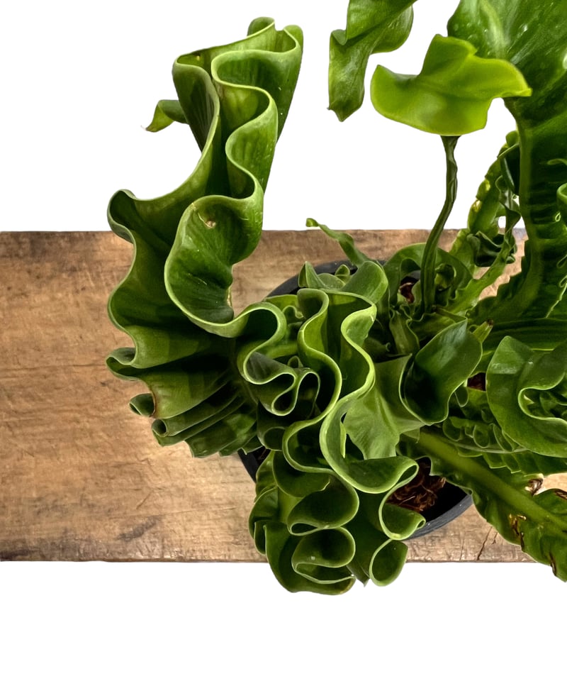 アスプレニウム ハイブリッド ドワーフ 「Asplenium hybrid