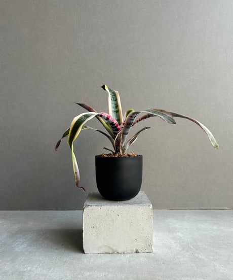 CATEGORY Plants | SHOUCHIKUEN