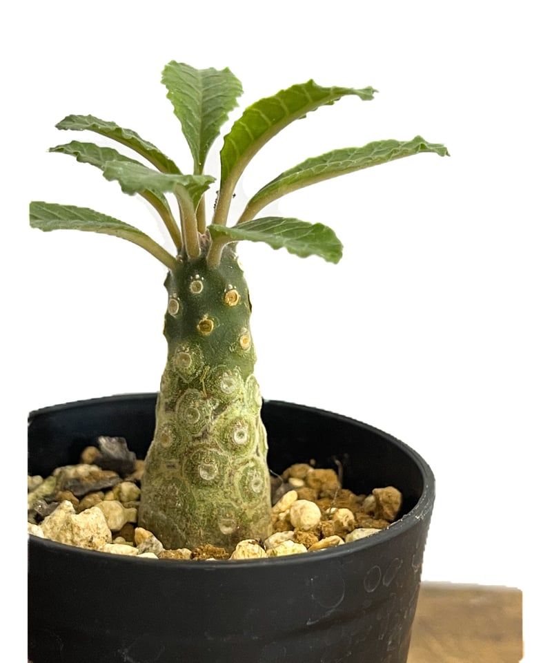 ドルステニア ラブラニー 「Dorstenia lavrani」6/7-740 | SHOUC