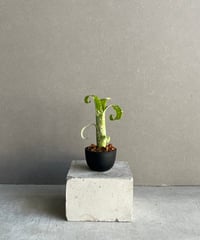サンセベリア ノック ユン「Sansevieria Nok Yung」60I | SHOUCH