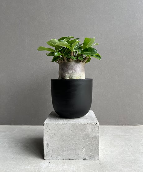 CATEGORY アデニウム | SHOUCHIKUEN