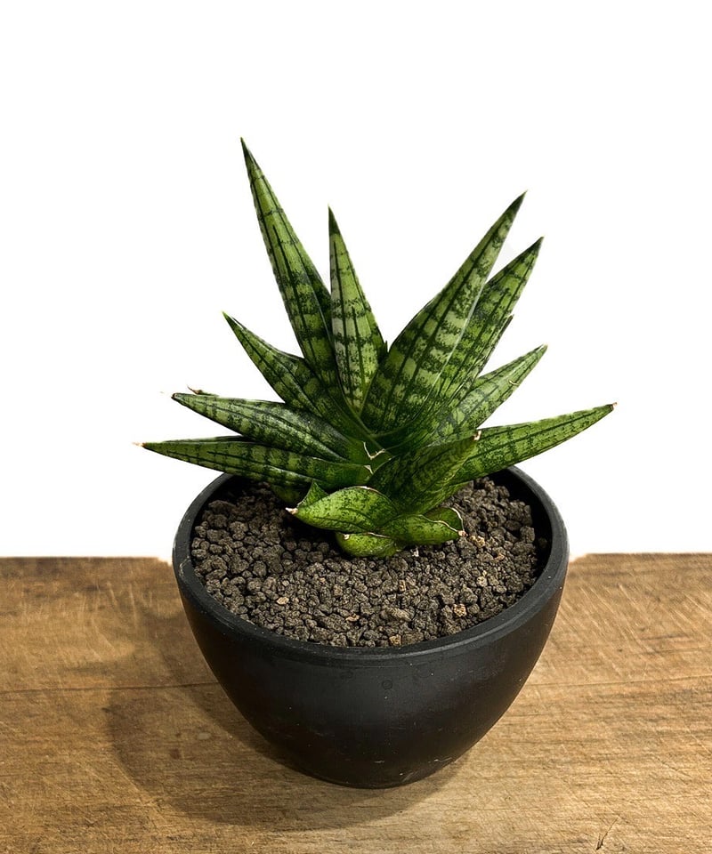 サンセベリア ヤヤ(by アンヤマニー ガーデン) 「Sansevieria YaYa (by