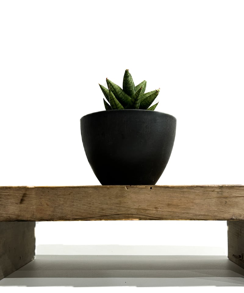 サンセベリア ミン マニー 「Sansevieria Ming Manee by Unyama