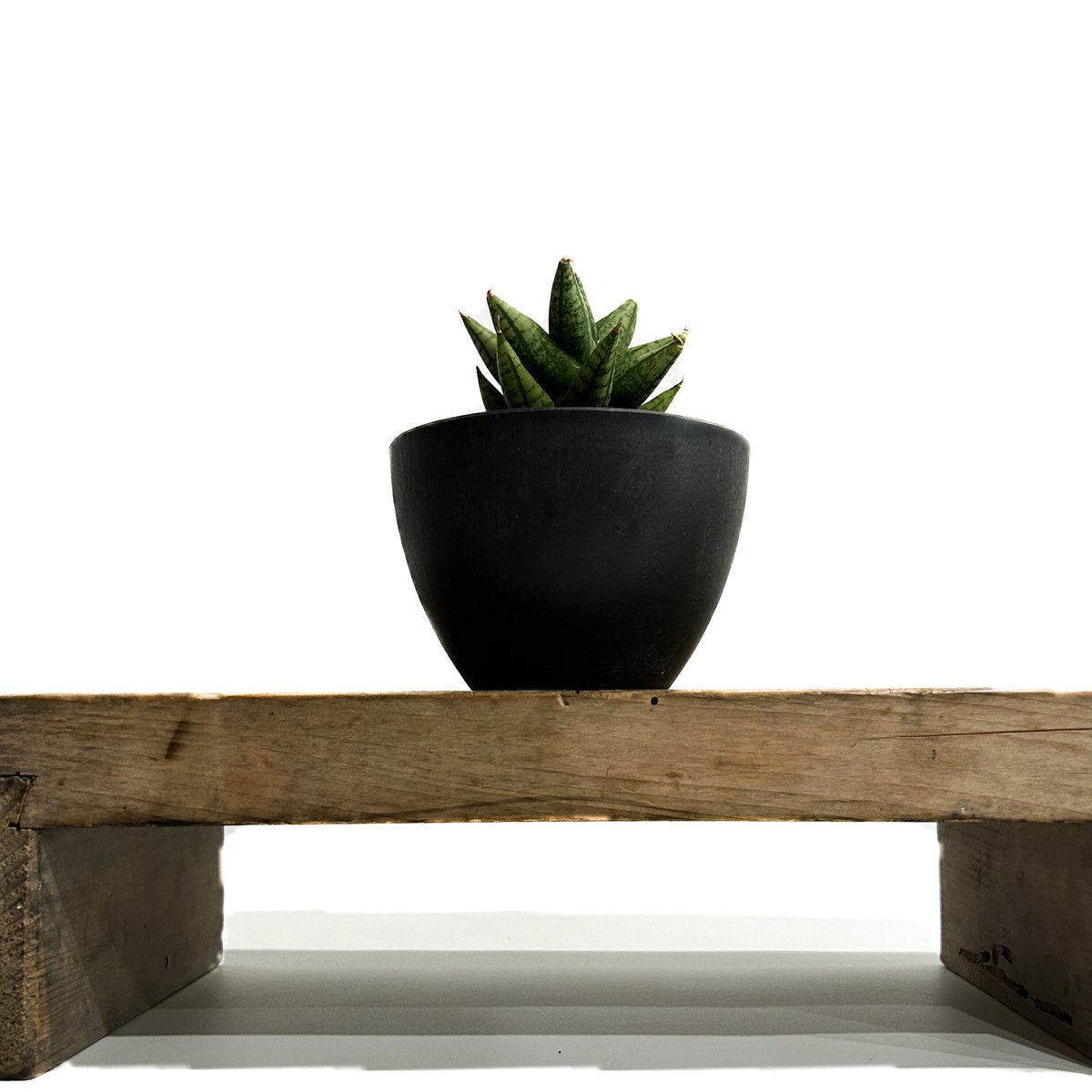 サンセベリア ミン マニー 「Sansevieria Ming Manee by Unyama