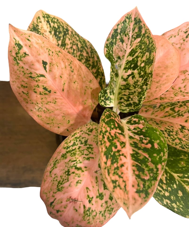 アグラオネマ スターダスト オレンジ+ Masaki Tomabechi (YON-HACHI