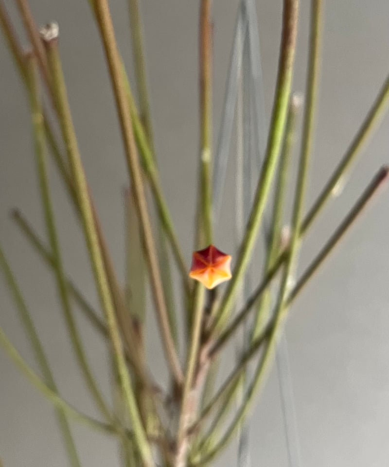 ホヤ スパルティオイデス ビック フラワー 「Hoya spartioides
