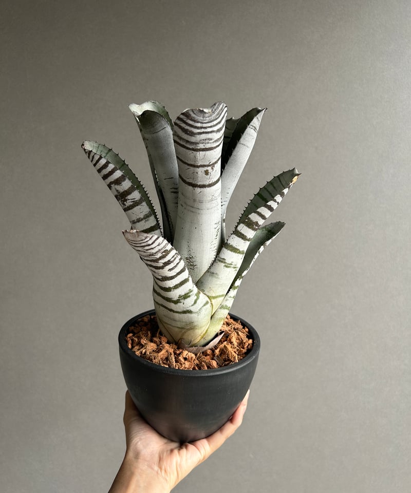 エクメア チャンティニー ブラック セレクト 「Aechmea chantinii Black