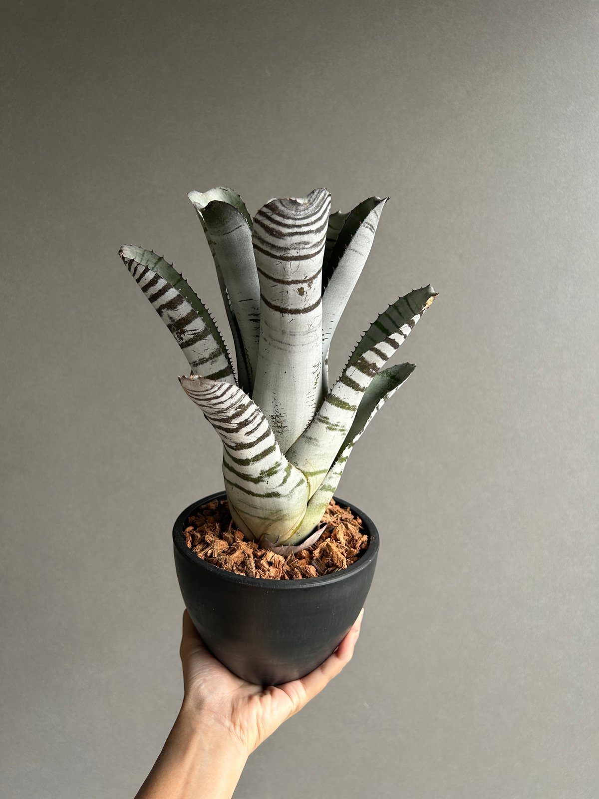 エクメア チャンティニー ブラック セレクト 「Aechmea chantinii Black