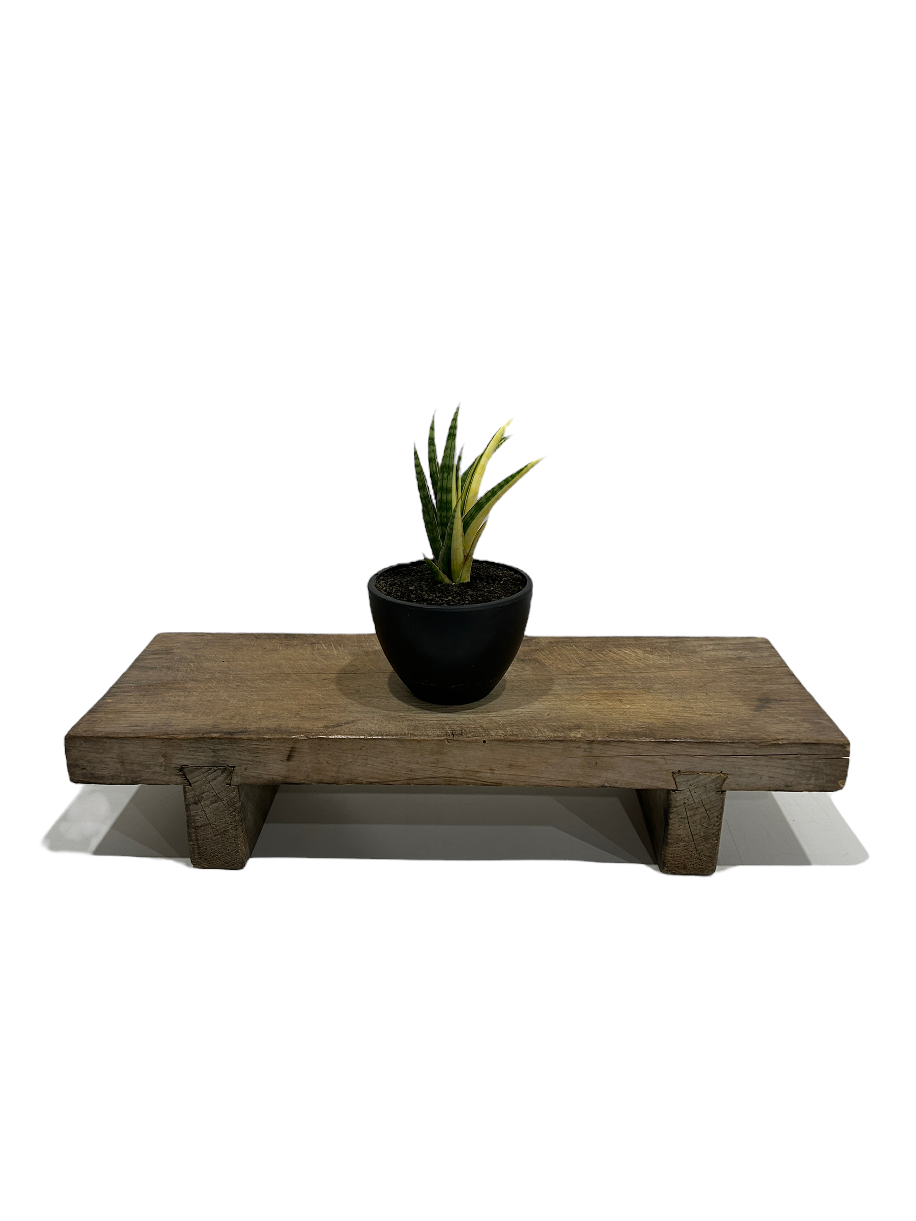 サンセベリア ブラ ケニア 斑入「Sansevieria Bura Kenya Variega