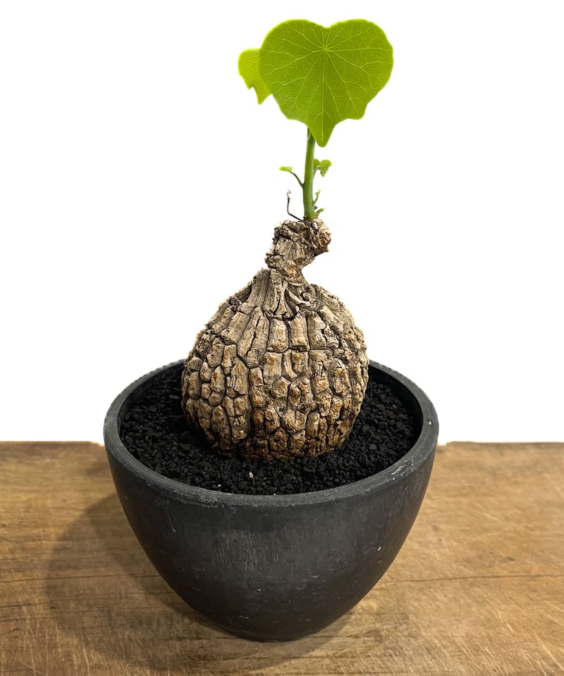 ステファニア スベローサ ”選抜個体” 「Stephania suberosa」6/20-80