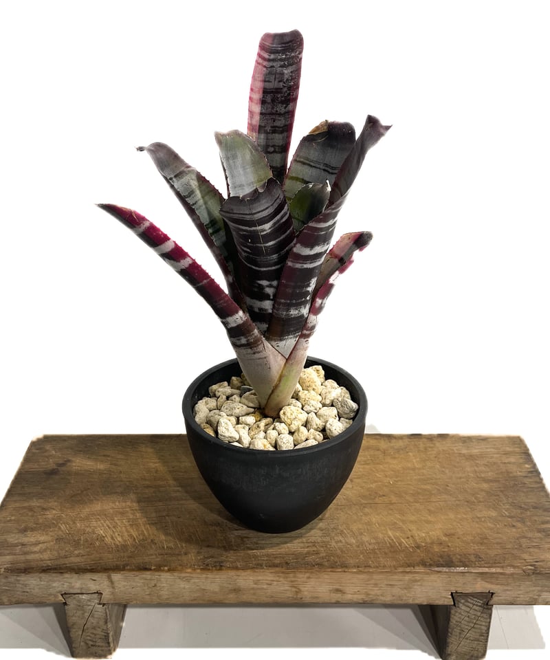 希少　Aechmea Otto エクメア　オットー　超美株　タンクブロメリア Aechmea Otto 【artPLANTs】エクメア/タンクブロメリア