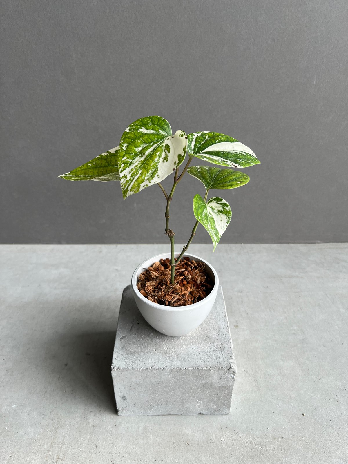 パイパー・ニグラム（斑入り） パイパー ニグラム 斑入 「Piper nigrum variegated」4Y | SHOU