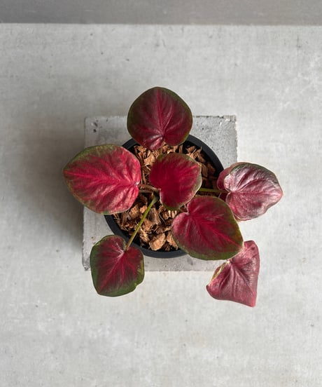 カラジウム レア 園芸ネット本店｜カラジュウム の商品一覧【公式】